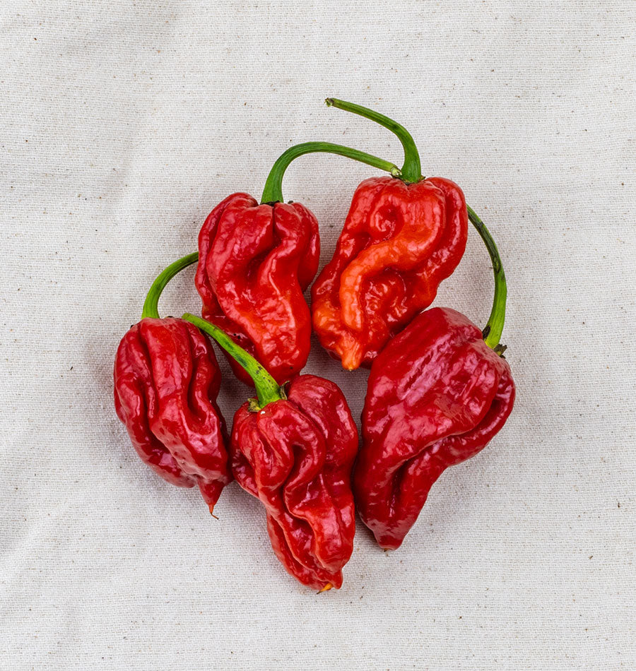 Tropical Trinidad Moruga Scorpion Pepper – Fiery Hot Flavorful Spice 0