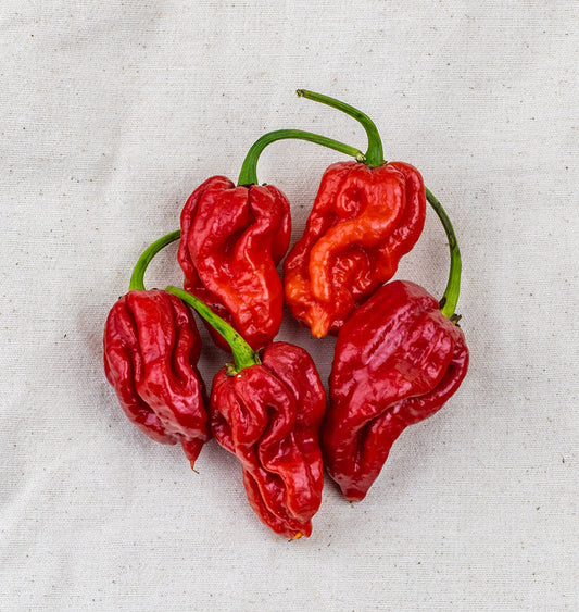 Tropical Trinidad Moruga Scorpion Pepper – Fiery Hot Flavorful Spice 0