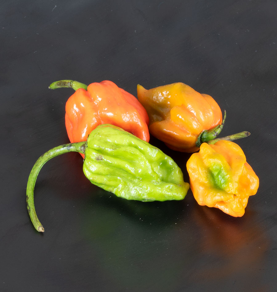 Tropical Trinidad Moruga Scorpion Pepper – Fiery Hot Flavorful Spice 1