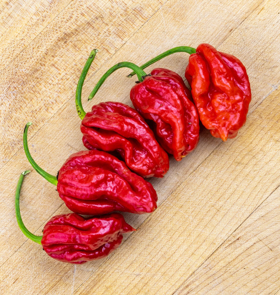 Tropical Trinidad Moruga Scorpion Pepper – Fiery Hot Flavorful Spice 2
