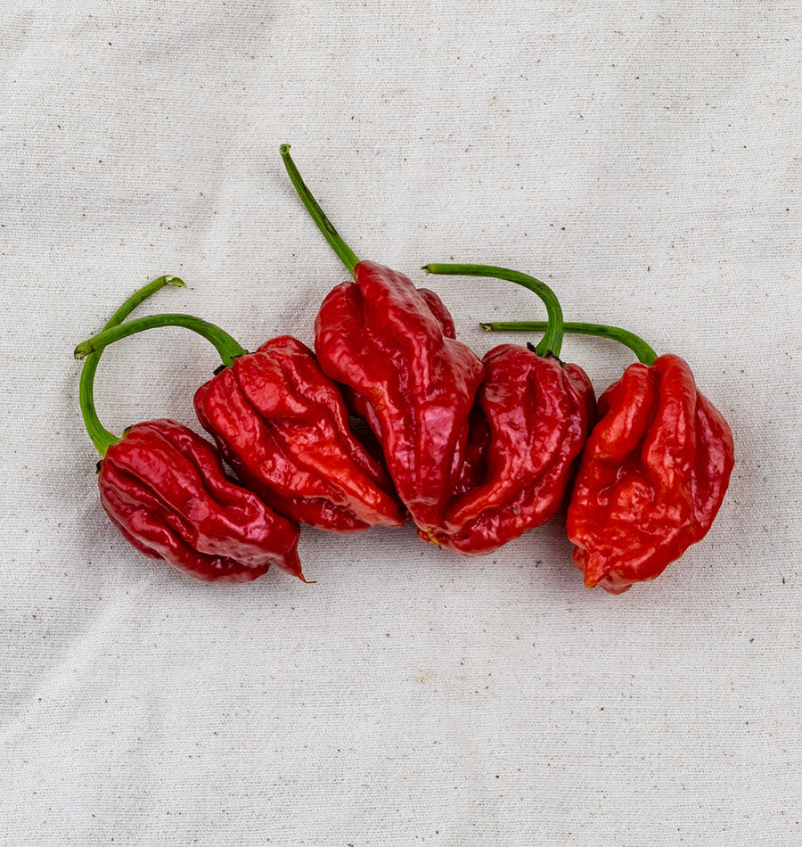 Tropical Trinidad Moruga Scorpion Pepper – Fiery Hot Flavorful Spice 3