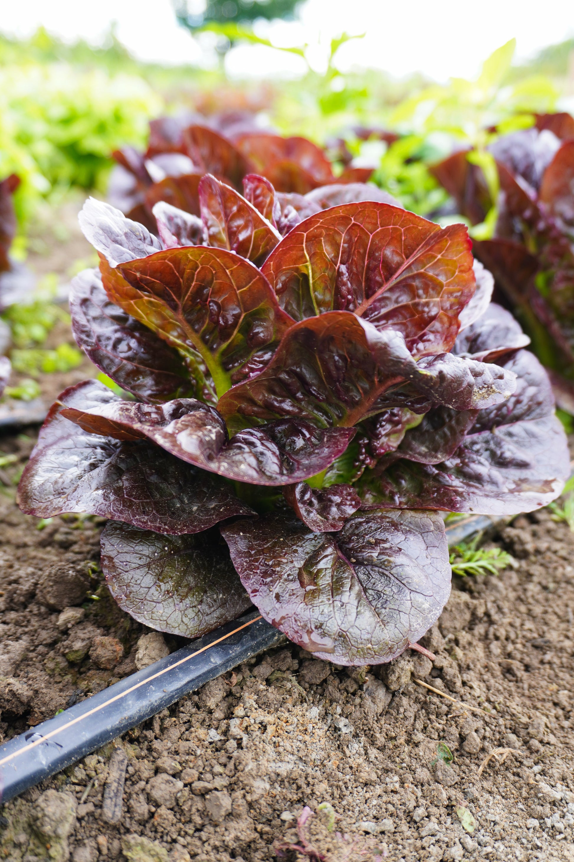 Truchas Organic Mini Romaine Lettuce – Compact Growth With Crunchy Texture For Delicious Salads 1