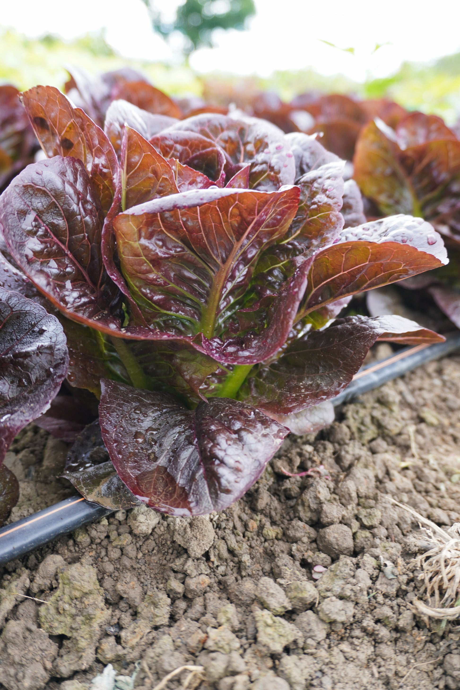 Truchas Organic Mini Romaine Lettuce – Compact Growth With Crunchy Texture For Delicious Salads 2
