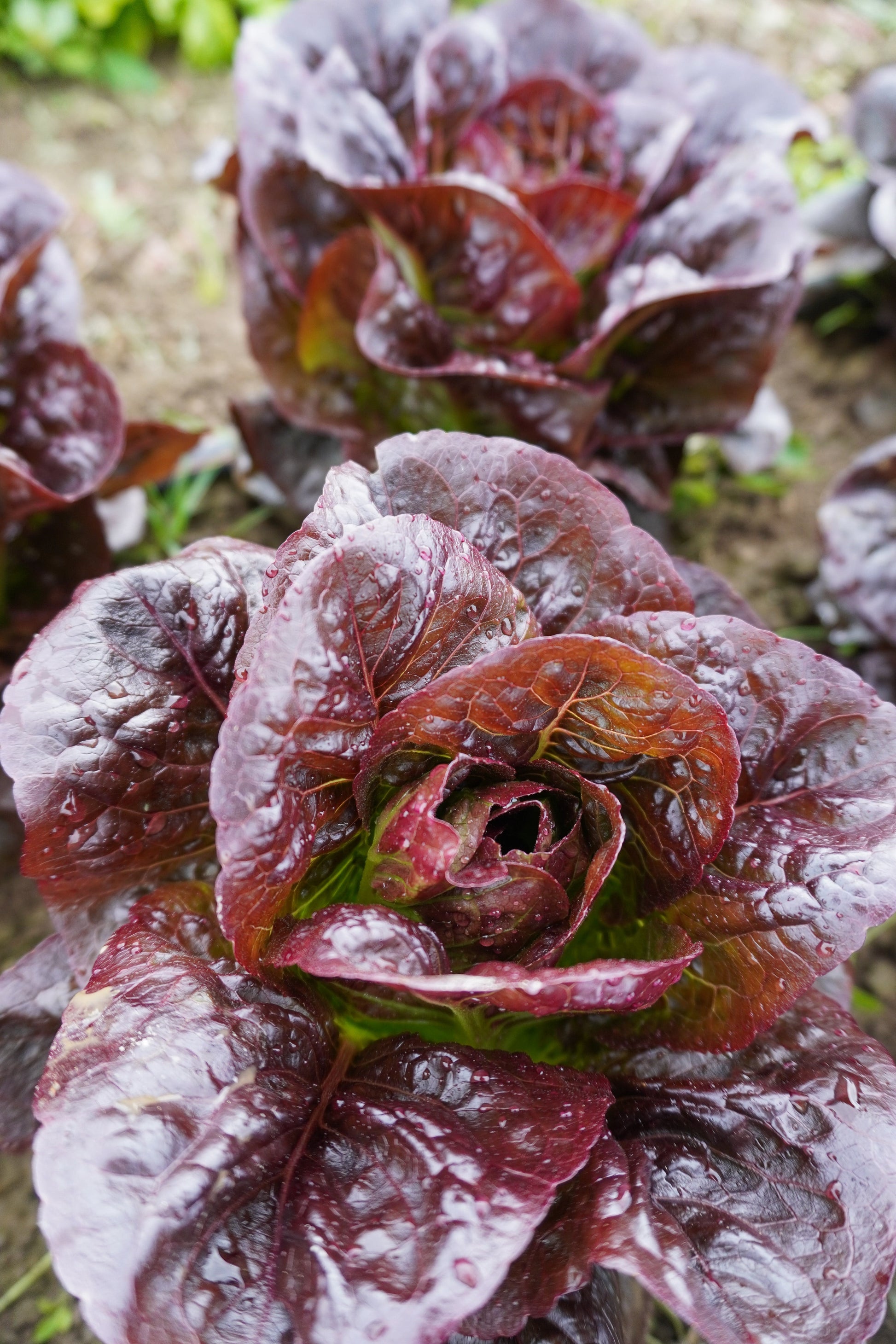 Truchas Organic Mini Romaine Lettuce – Compact Growth With Crunchy Texture For Delicious Salads 3