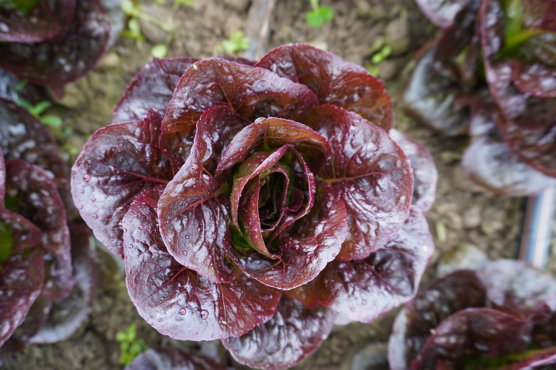 Truchas Organic Mini Romaine Lettuce – Compact Growth With Crunchy Texture For Delicious Salads 4