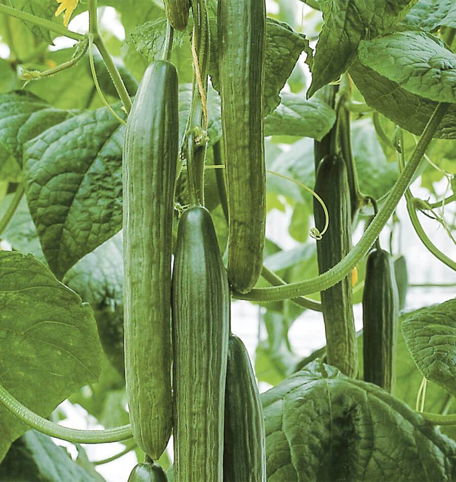 Tyria Organic Cucumber Seeds for Gardeners – High Yielding, Sweet Flavor 0