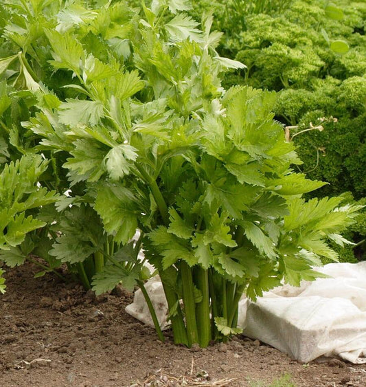 Victoria Celery Seeds – Early Maturing Hybrid with Exceptional Flavor 0