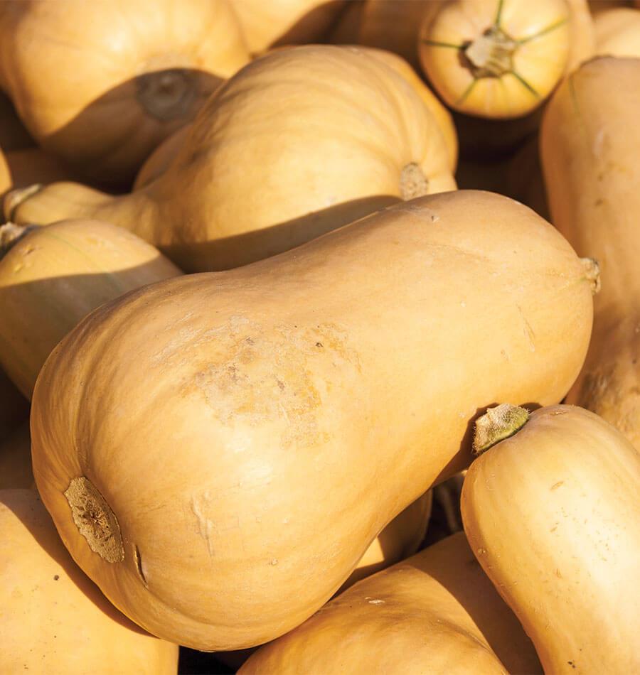 Vivid Butternut Squash Seeds – Early Maturing Hybrid for Rich Flavor in Short-Season Gardens 0