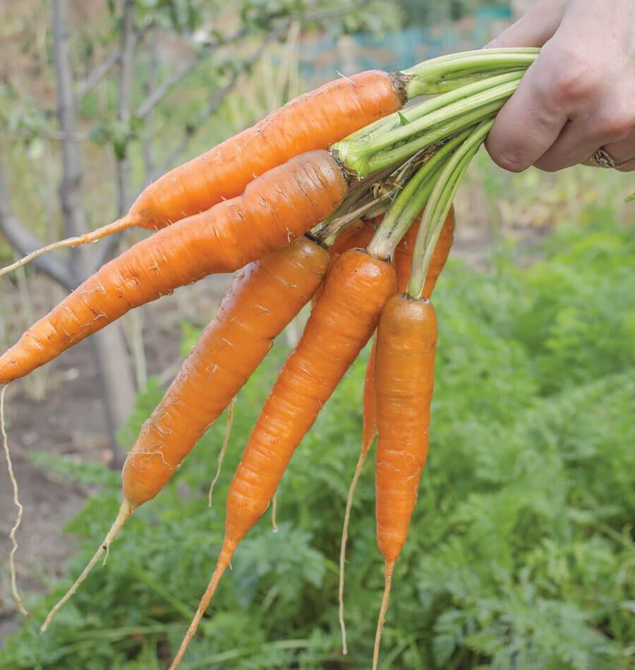Vivid Gardeners' Volcano F1 Carrot Seeds – Resilient Hybrid for Late Harvests 0