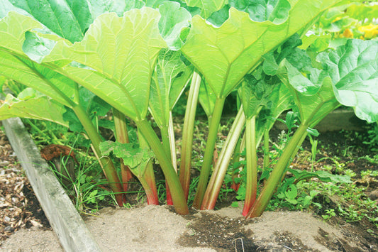 Vivid Heirloom Rhubarb Plant – Unique Flavorful Stalks for Delicious Pies in Perennial Gardens 0