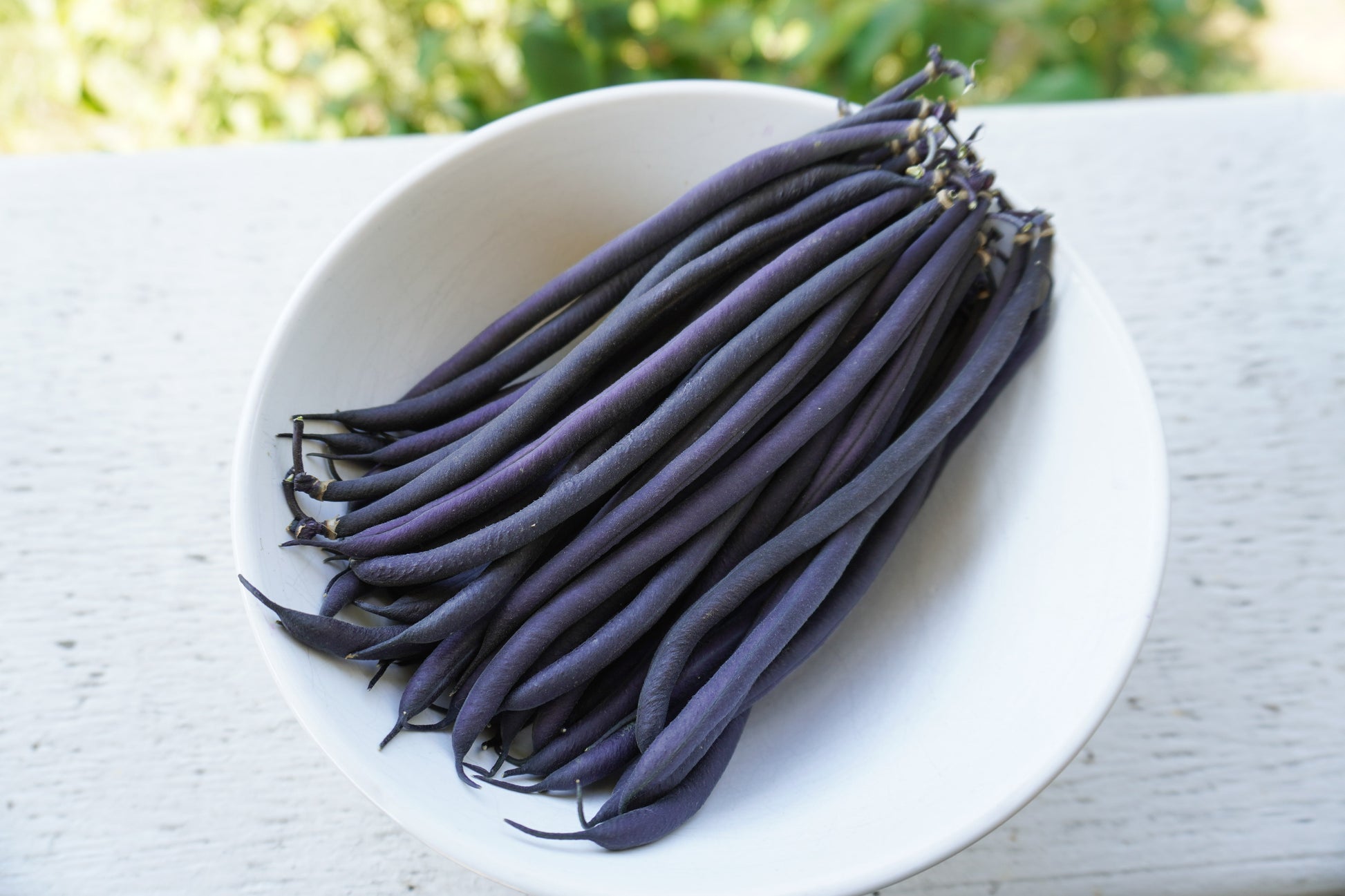 Vivid Velour Dark Purple French Filet Beans – High-Quality Bush Type Plants for Extended Harvest 0