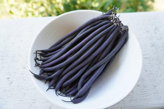 Vivid Velour Dark Purple French Filet Beans – High-Quality Bush Type Plants for Extended Harvest 0