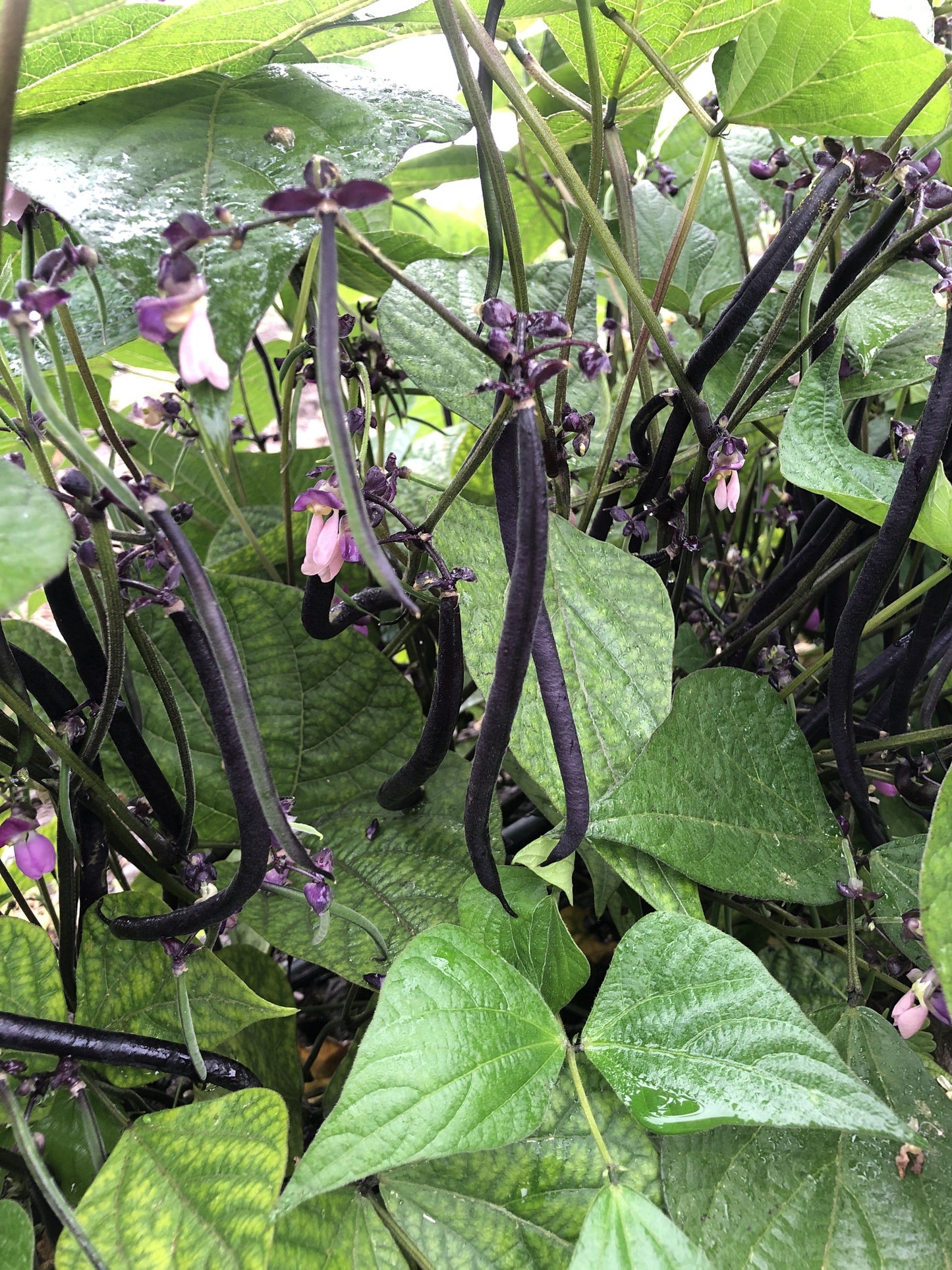 Vivid Velour Dark Purple French Filet Beans – High-Quality Bush Type Plants for Extended Harvest 1
