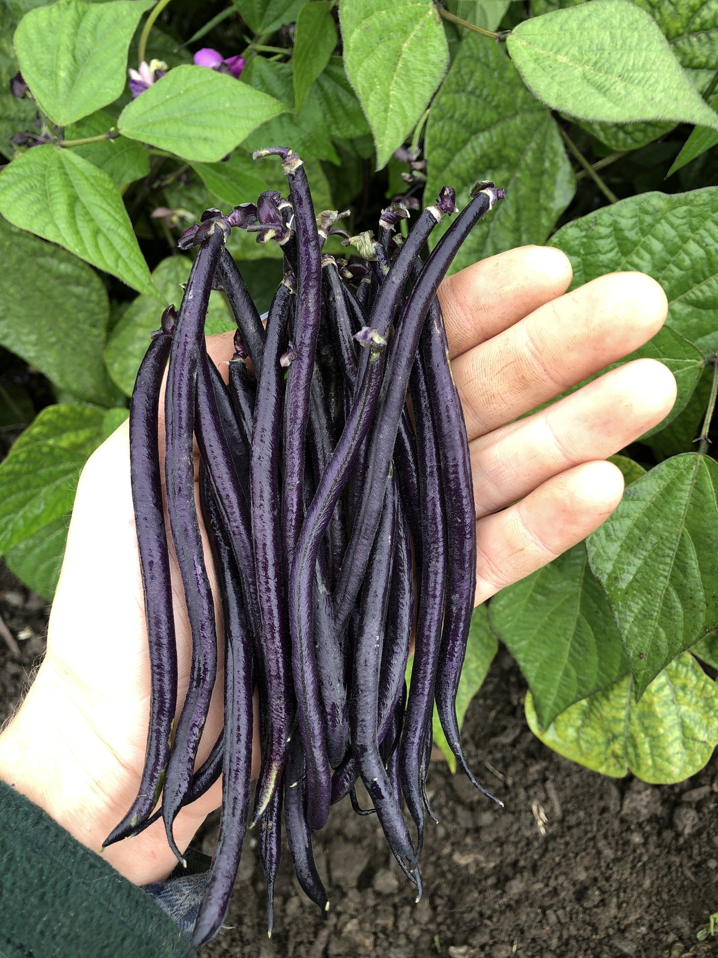 Vivid Velour Dark Purple French Filet Beans – High-Quality Bush Type Plants for Extended Harvest 2