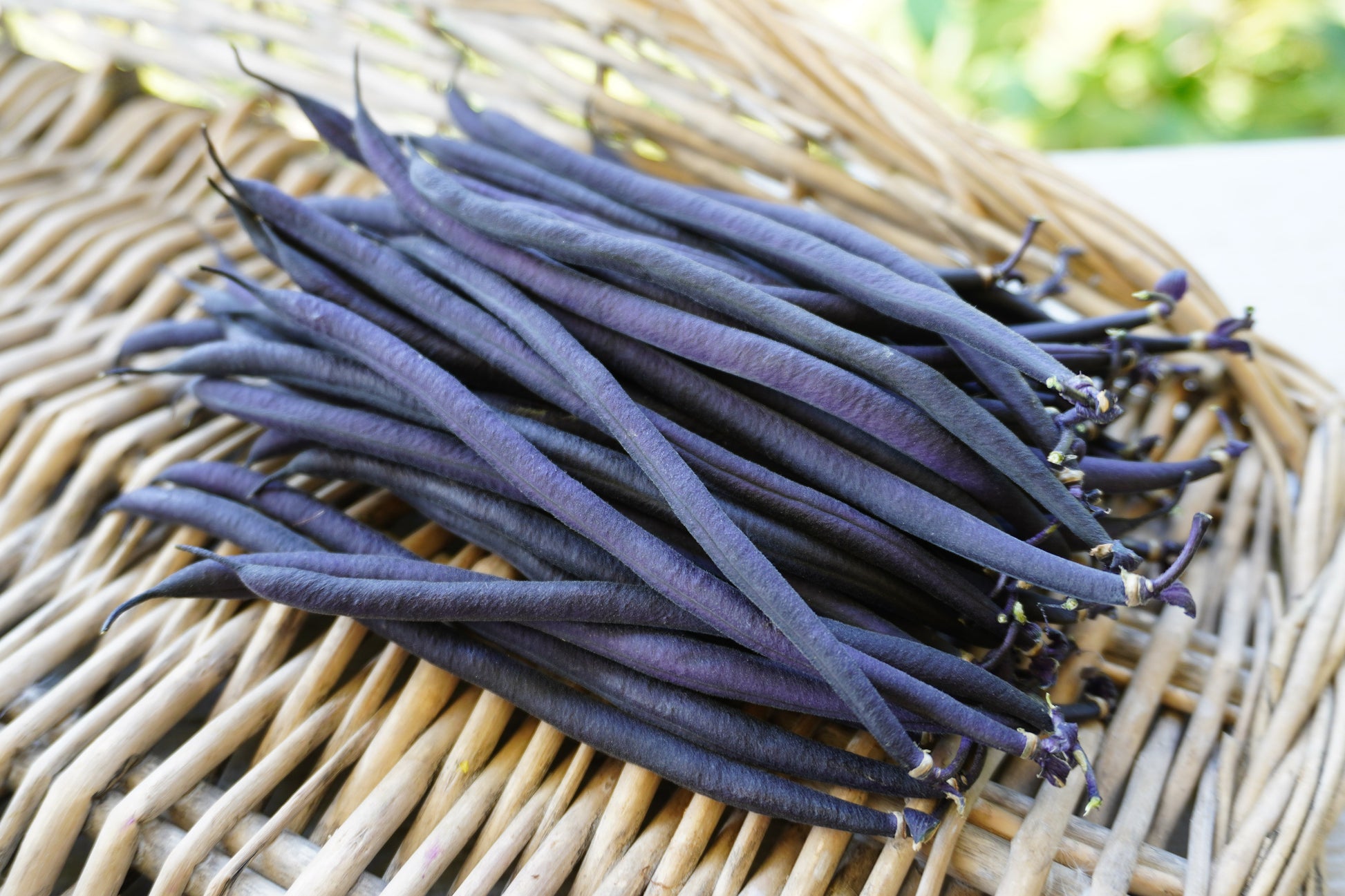 Vivid Velour Dark Purple French Filet Beans – High-Quality Bush Type Plants for Extended Harvest 3