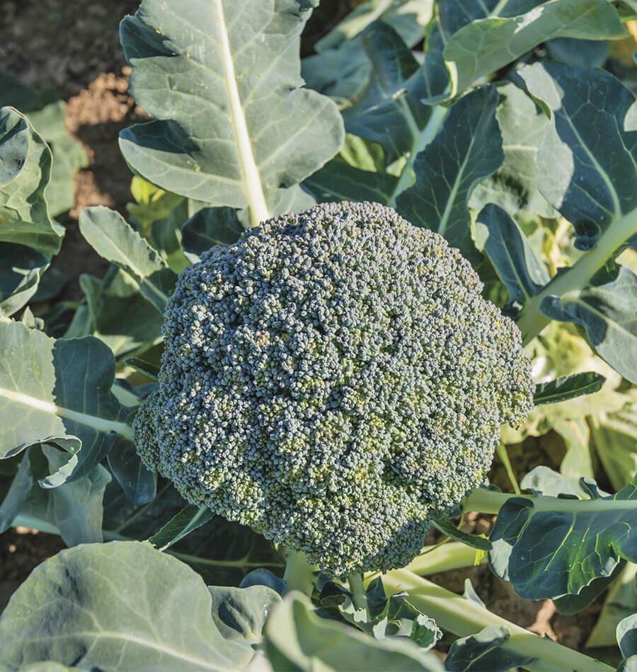 Waltham 29 Heirloom Broccoli Seeds – Ideal for Fall Harvest and Microgreens 0