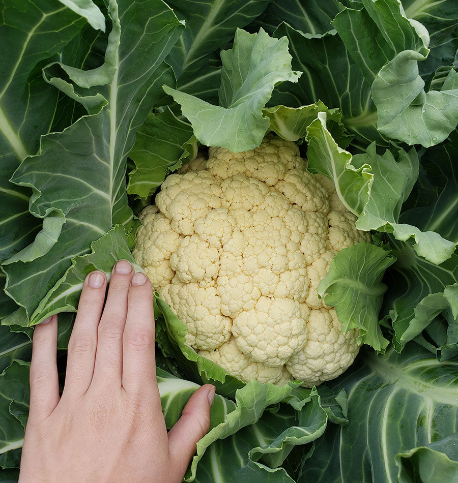Wanderer Winter Cauliflower – Ideal for Gardeners – Frost-Resistant Overwintering Variety 0
