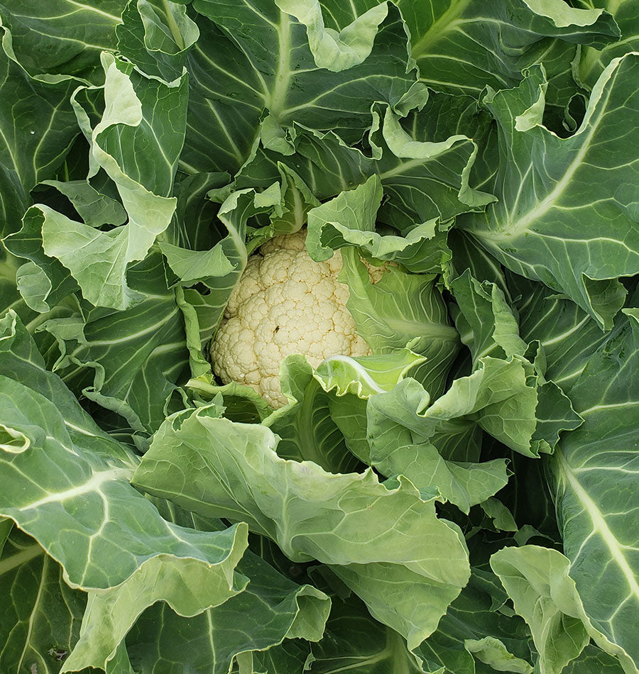 Wanderer Winter Cauliflower – Ideal for Gardeners – Frost-Resistant Overwintering Variety 1