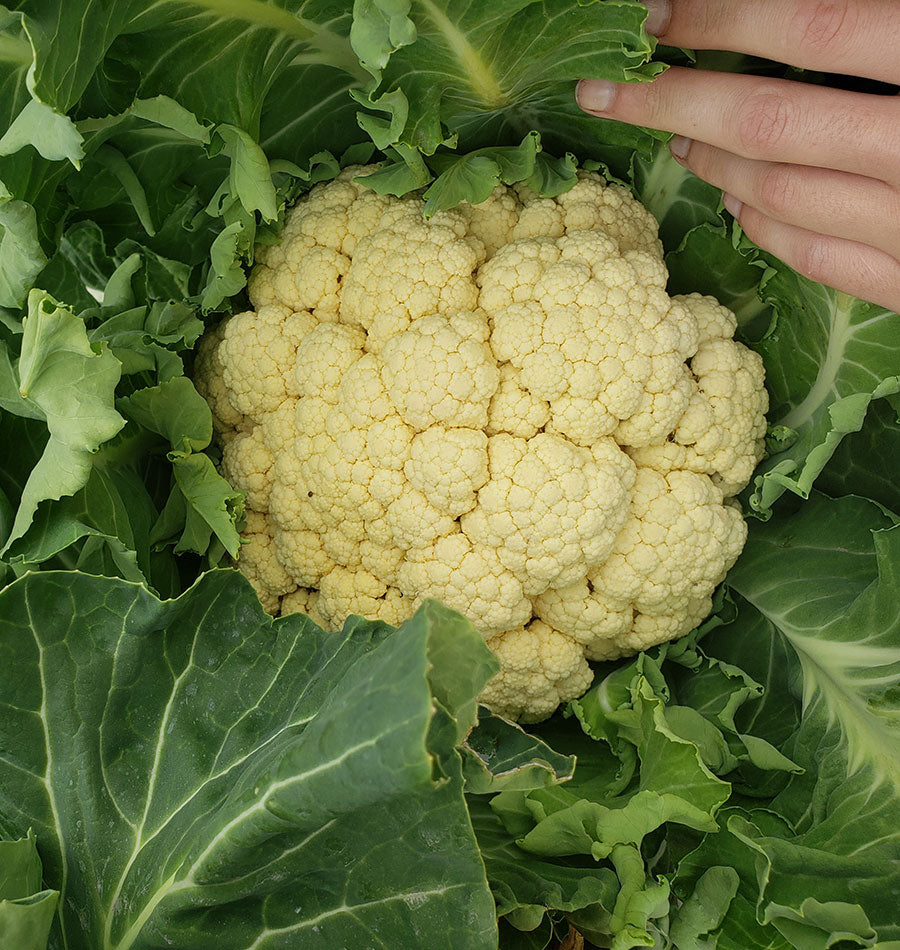 Wanderer Winter Cauliflower – Ideal for Gardeners – Frost-Resistant Overwintering Variety 2