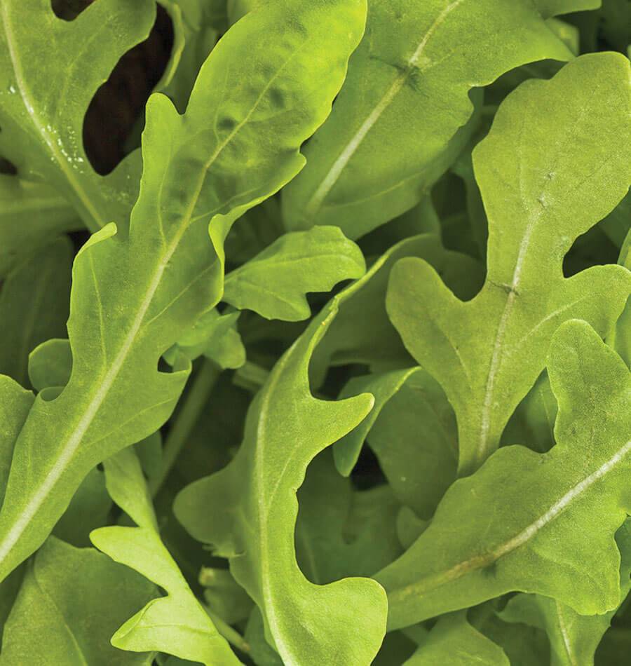 Wanderlust Gardeners' Wildfire Arugula Seeds – Fast-Growing, Flavorful Microgreens 0