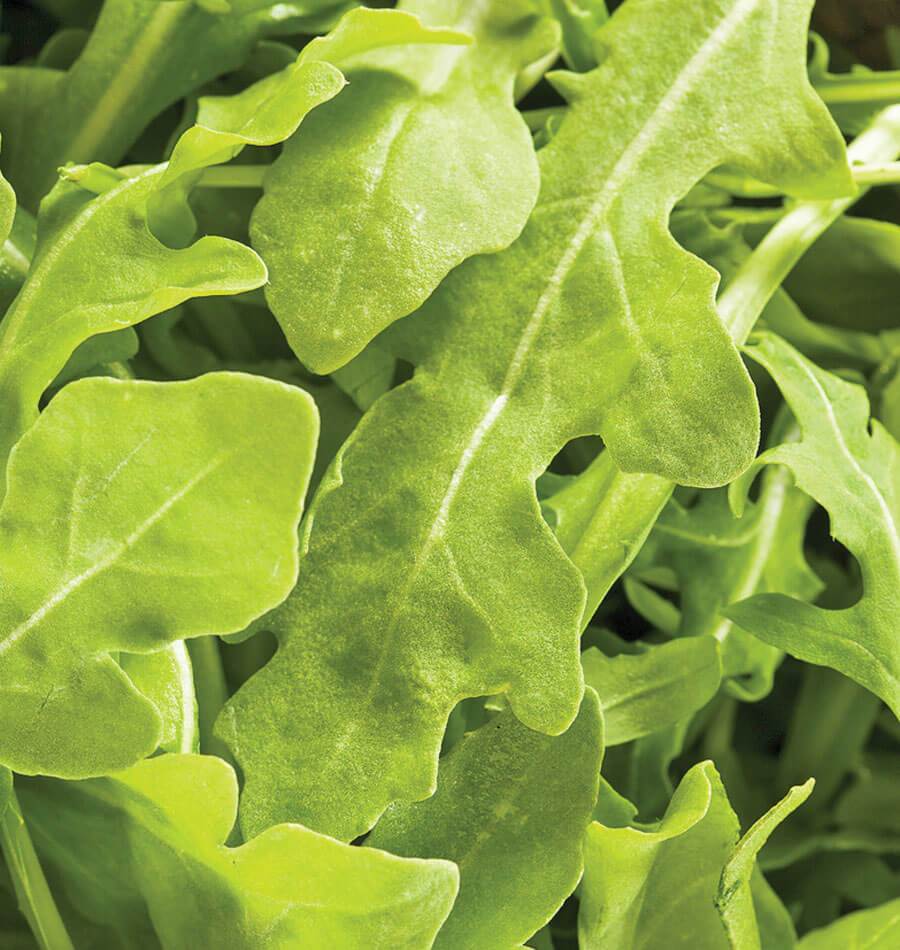 Wanderlust Gardeners' Wildfire Arugula Seeds – Fast-Growing, Flavorful Microgreens 1