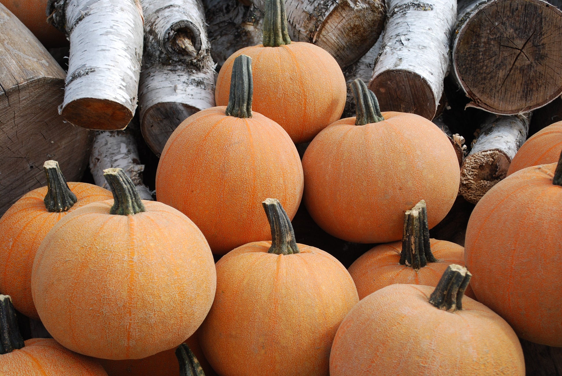 Wendy's Heirloom Winter Pumpkin – Unique Netted Skin for Delicious Pies 0