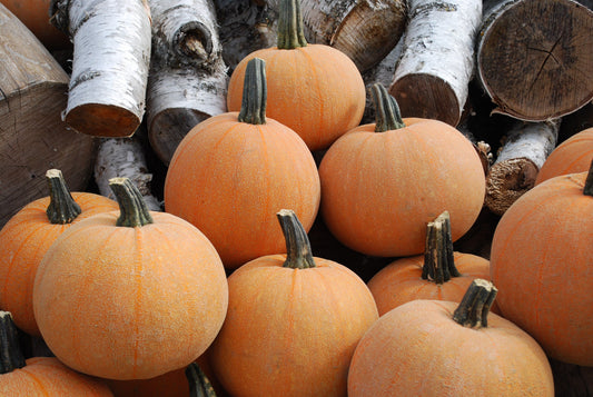 Wendy's Heirloom Winter Pumpkin – Unique Netted Skin for Delicious Pies 0