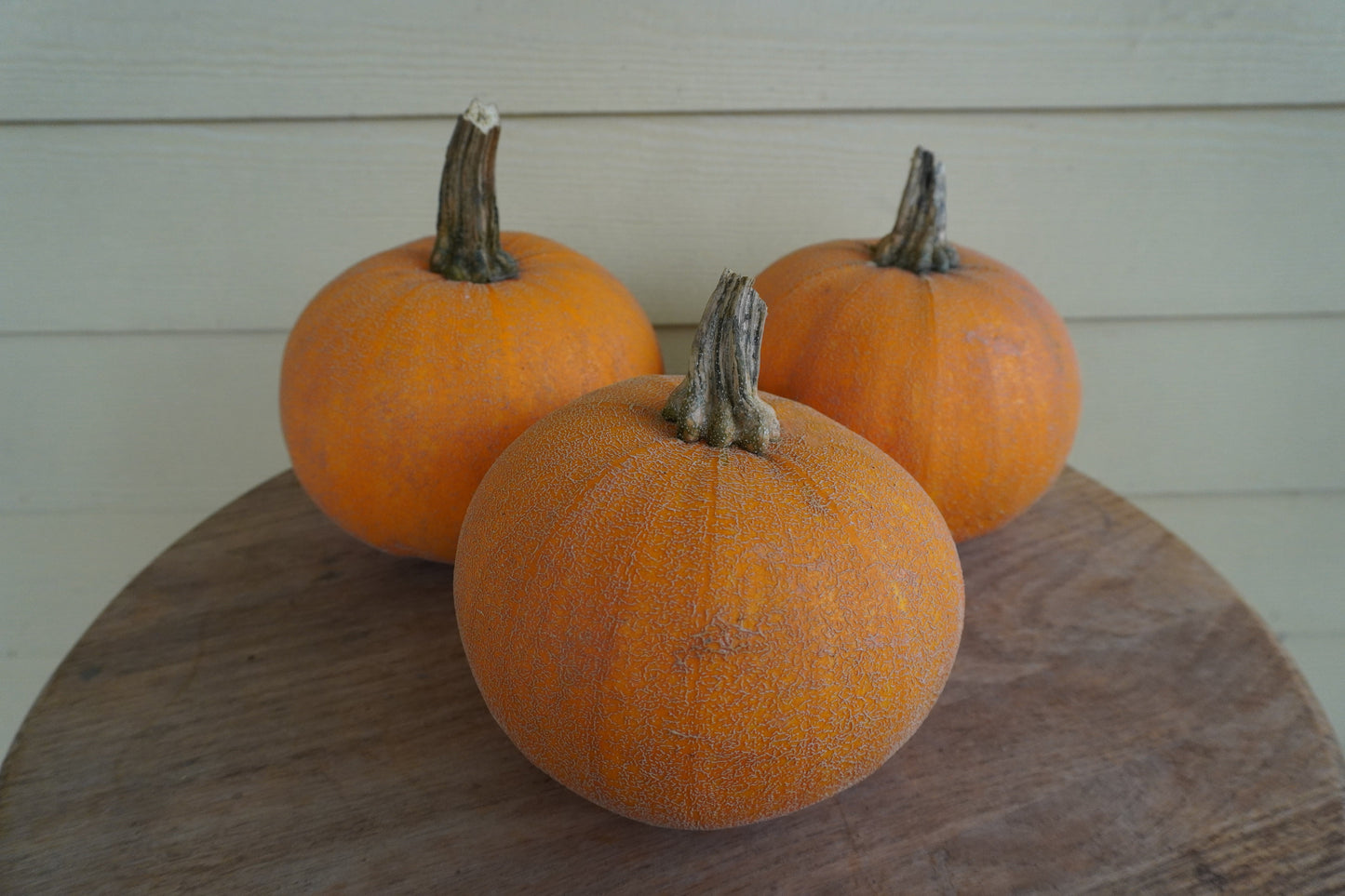 Wendy's Heirloom Winter Pumpkin – Unique Netted Skin for Delicious Pies 1
