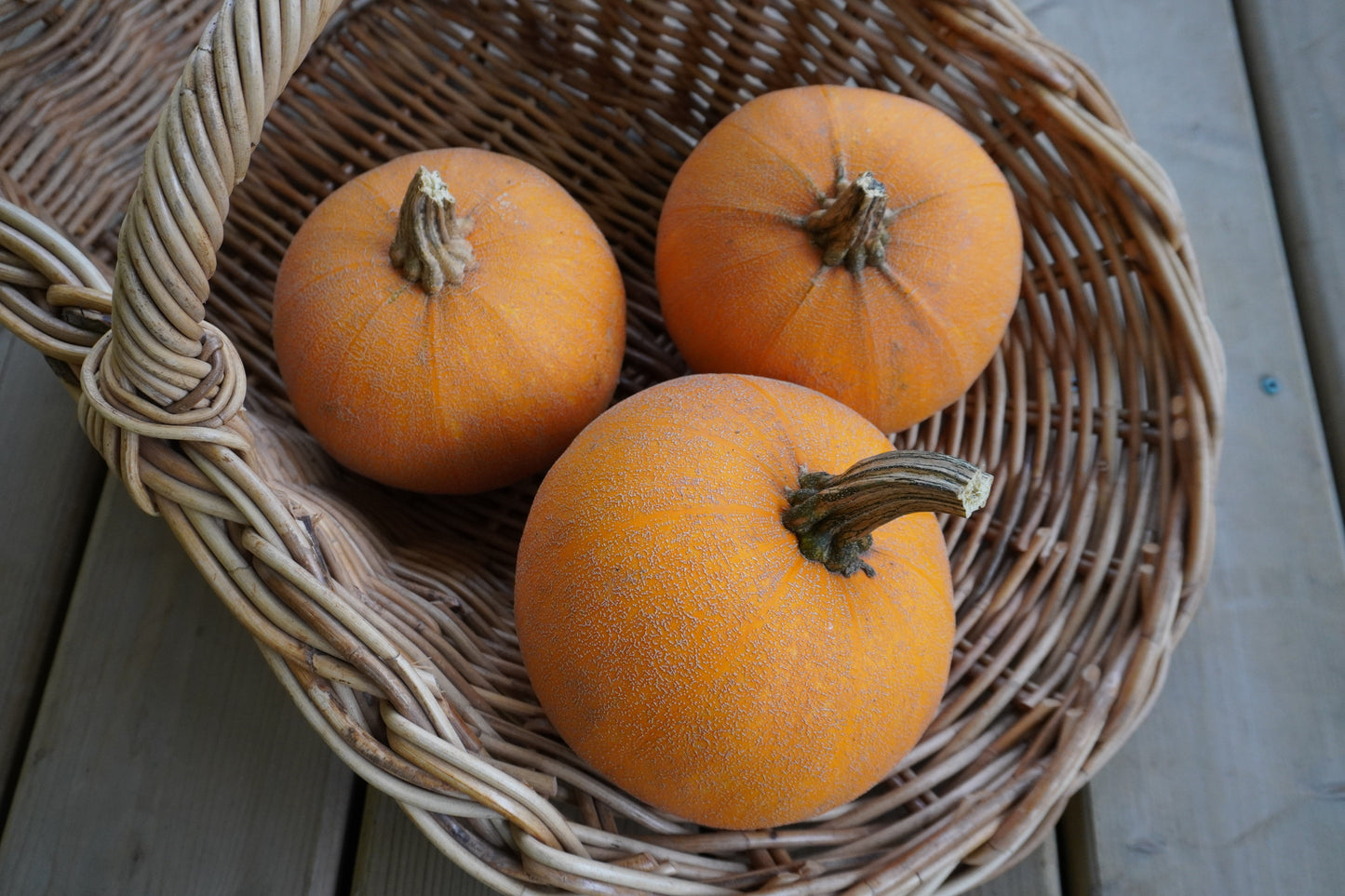 Wendy's Heirloom Winter Pumpkin – Unique Netted Skin for Delicious Pies 2