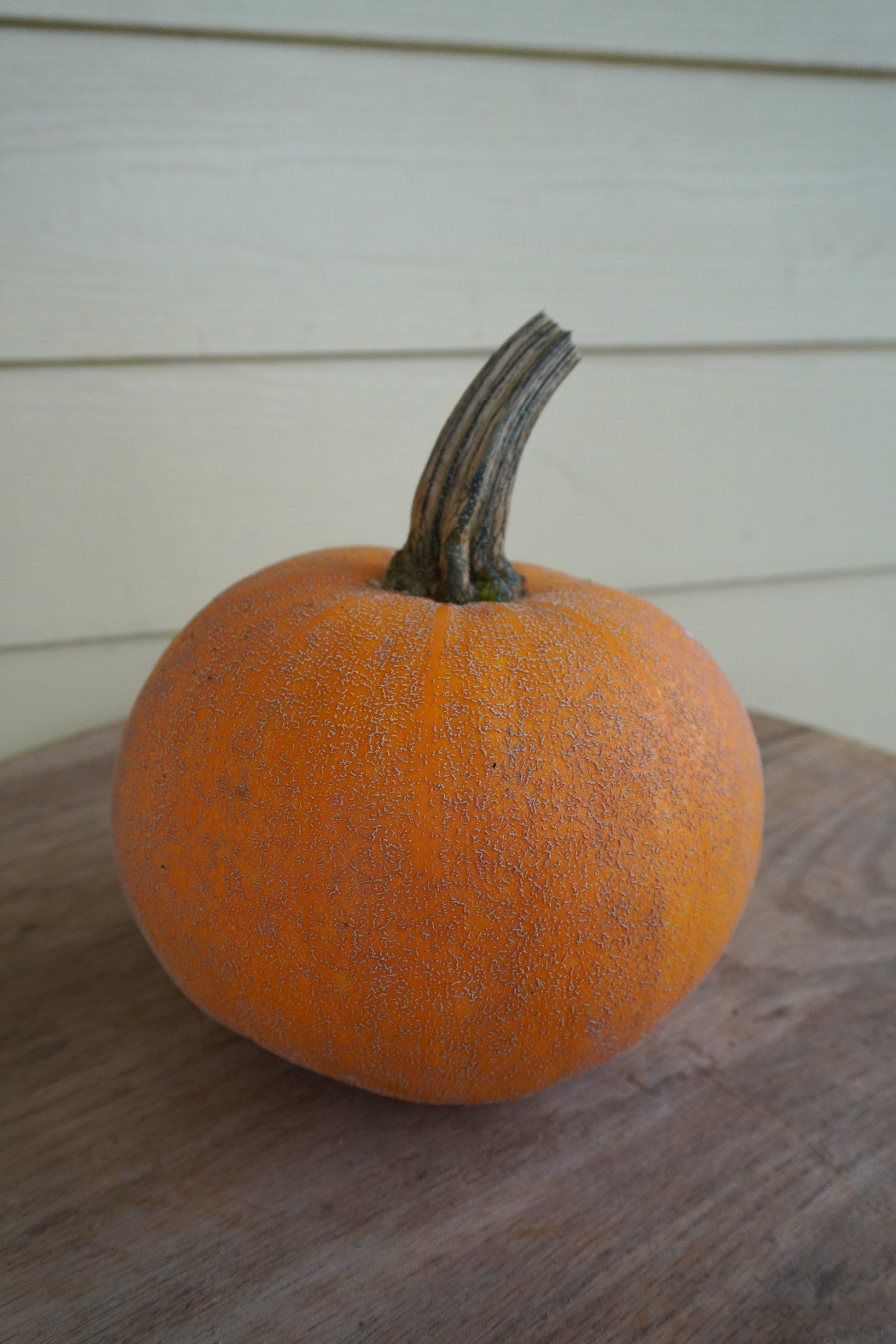 Wendy's Heirloom Winter Pumpkin – Unique Netted Skin for Delicious Pies 3