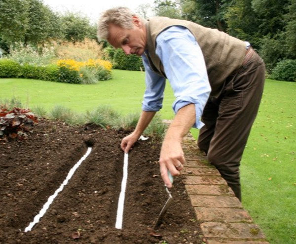Wendy's White Lisbon Seed Tape – Ideal for Gardeners – Easy Planting Solution 3