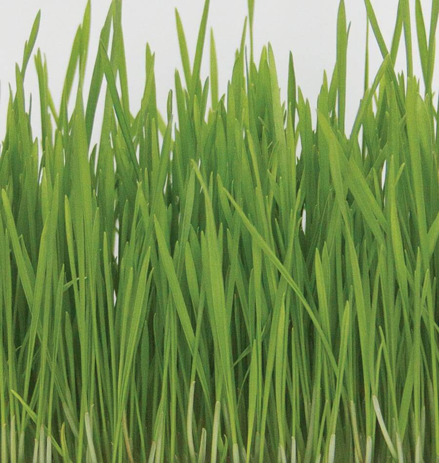 Wheatzy Organic Pet Owners Sprouting Seeds – Nutrient-Rich Easy-to-Grow Option for Fresh Juicing and Pet Nutrition 0