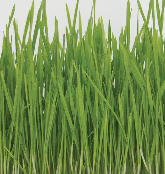 Wheatzy Organic Pet Owners Sprouting Seeds – Nutrient-Rich Easy-to-Grow Option for Fresh Juicing and Pet Nutrition 0