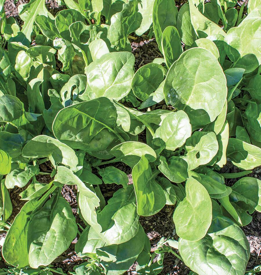 Yukon Spinach Seeds for Gardeners – Fast-Growing Hybrid with High Disease Resistance 0