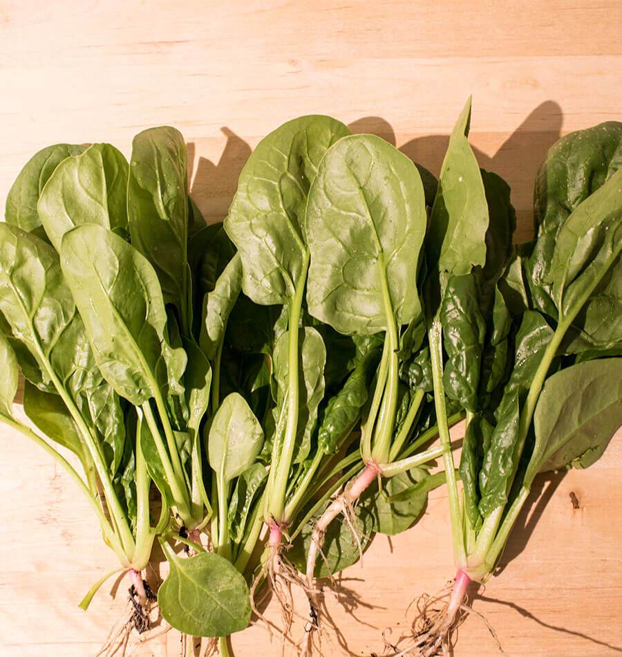 Yukon Spinach Seeds for Gardeners – Fast-Growing Hybrid with High Disease Resistance 1