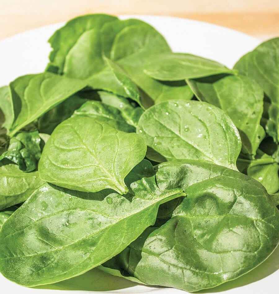 Yukon Spinach Seeds for Gardeners – Fast-Growing Hybrid with High Disease Resistance 2