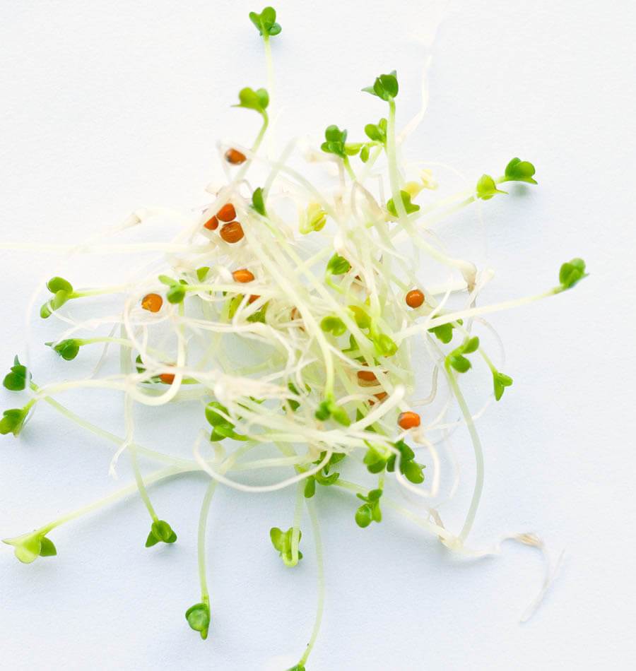Yummy Organic Yellow Mustard Sprouting Seeds – Fast Germination For Nutritious Crunchy Sprouts 0