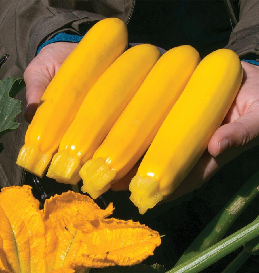 Zesty Organic Yellowfin Zucchini Seeds – High-Yielding Hybrid With Rich Flavor For Home Gardens 0